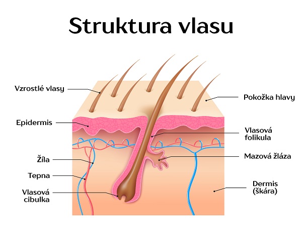 rust vlasu_2